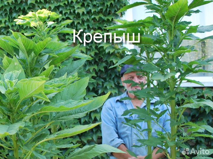 Амарант зерновой, овощной, салатный, чайный