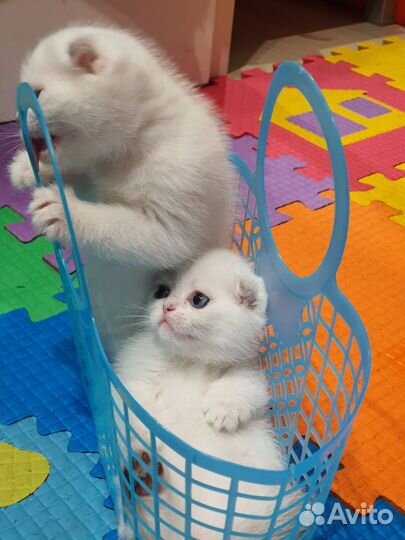 Шотландский вислоухий голубоглазый котенок