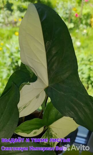 Комнатные растения, цветы