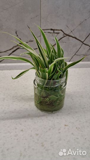 Фикус бенджамина