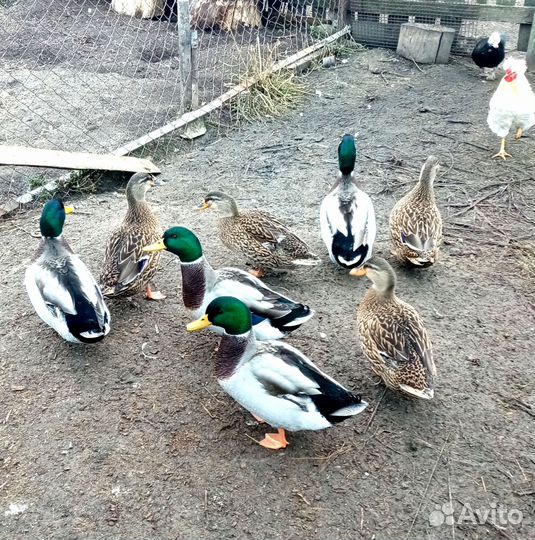 Утки, селезни кряковые