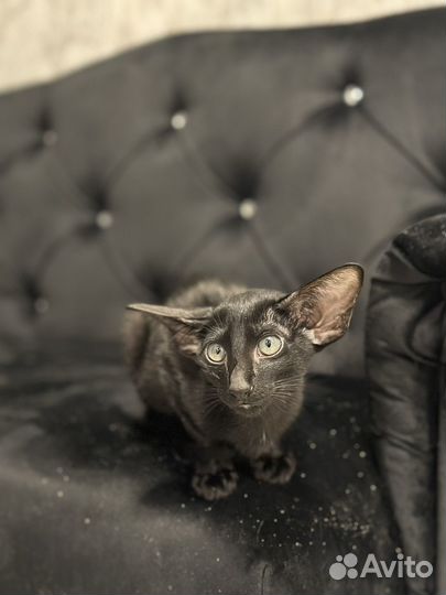 Кошечка в экстримальном типе