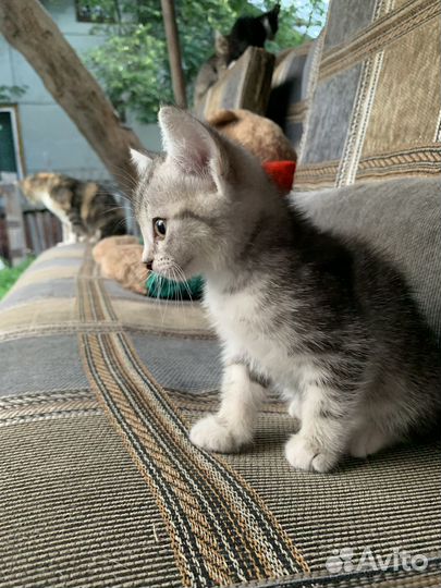 Отдам котенка в добрые руки бесплатно