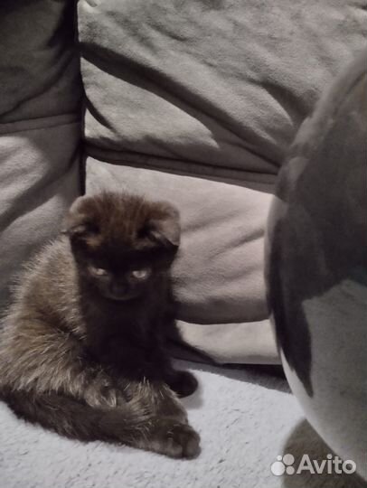 Отдам в добрые руки котёнка(мальчики)кушают всё