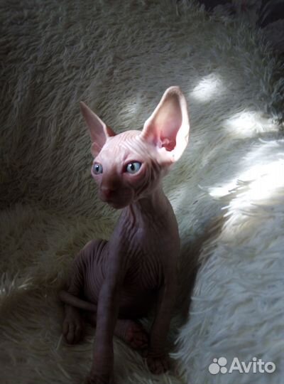 Котята донской сфинкс