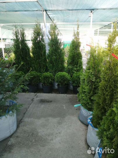 Саженцы на Красноярском тракте