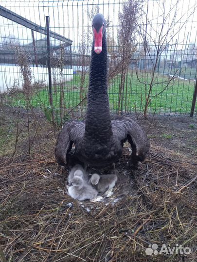 Чёрные лебеди