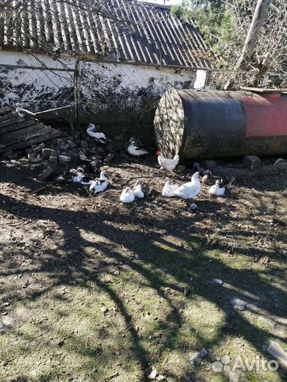 Мускусные утки