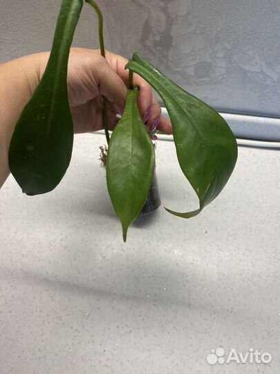 Филодендрон джоэппи