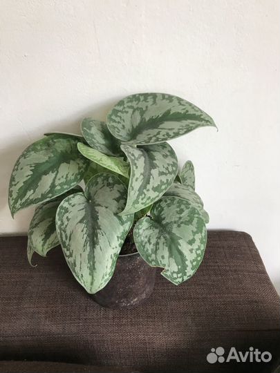 Синдапсус Экзотика, Марбл Квин