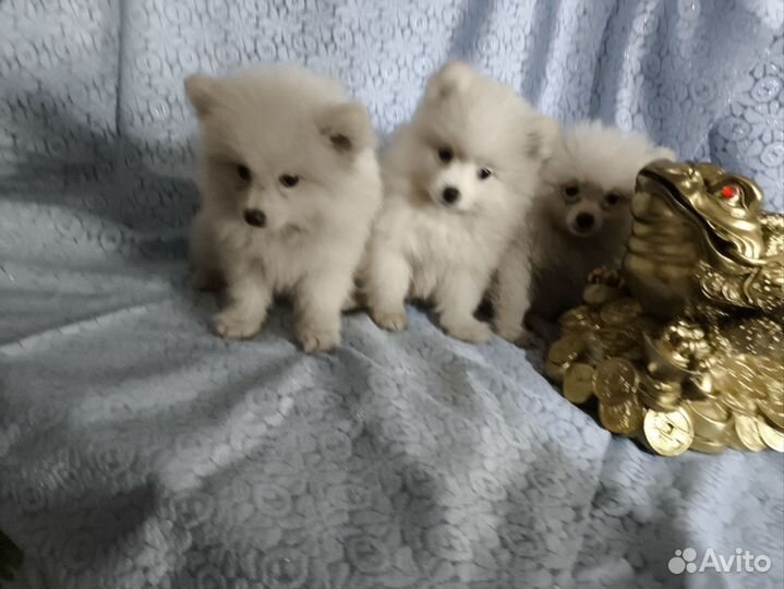 Померанский шпицы