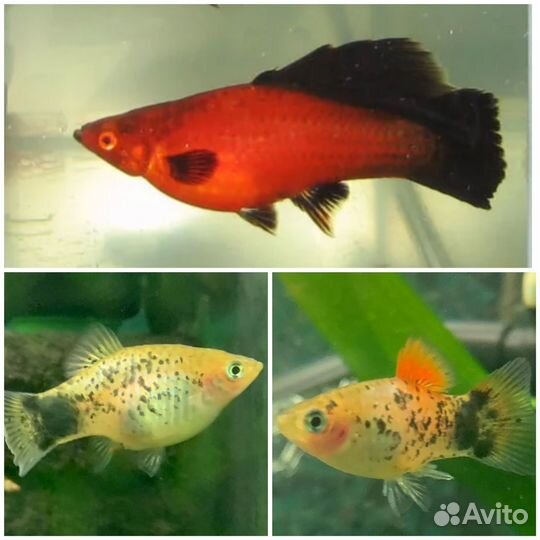 Аквариумные рыбки пецилии, гуппи, меченосцы