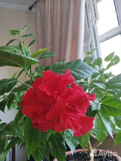Цветок комнатный Гибискус