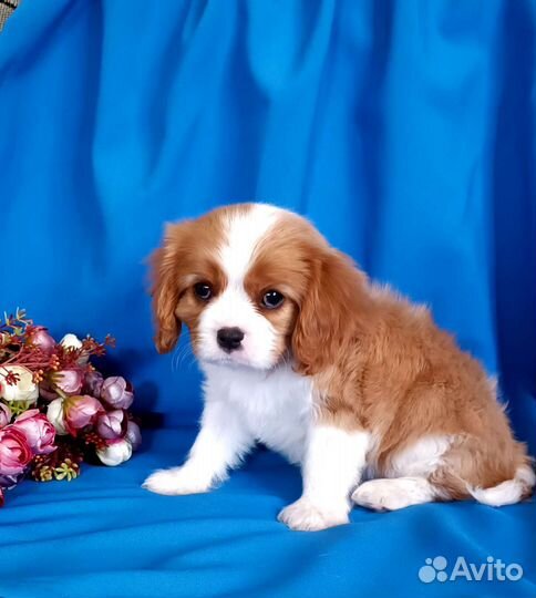 Кавалер Кинг Чарльз спаниель девочка