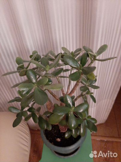 Толстянка - семейное дерево