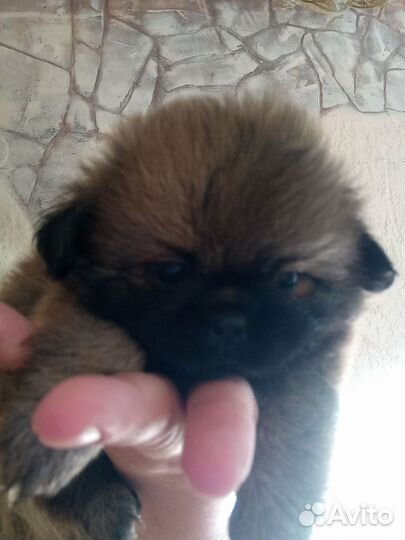 Щенки пекинеса