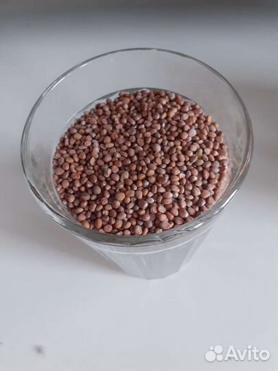 Семена редиса