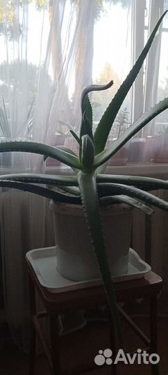 Алоэ вера растение