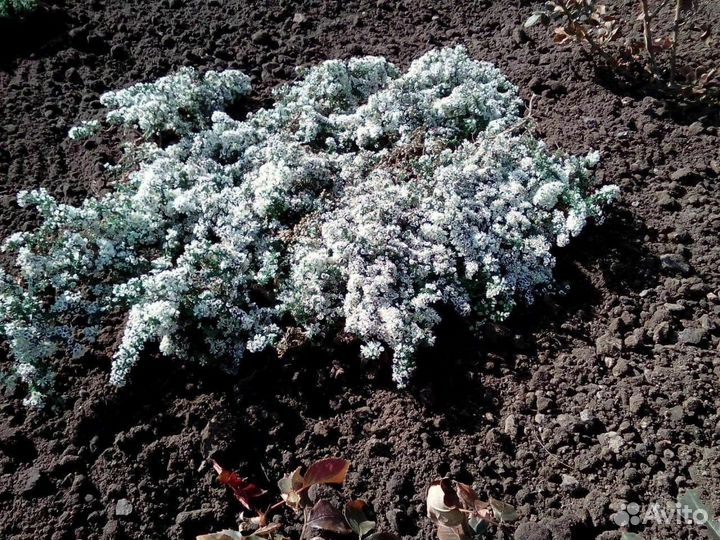 Почвопокровные хвойники