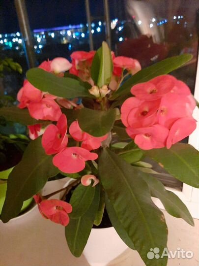 Молочай миля крупноцветковый