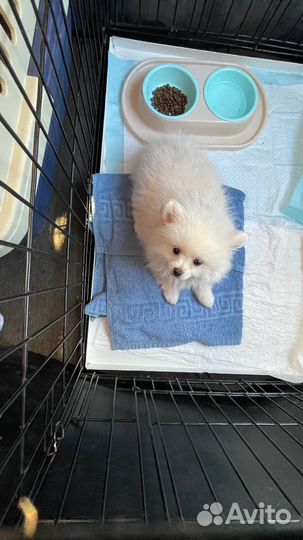 Доставка животных, зоотакси, перевозка животных