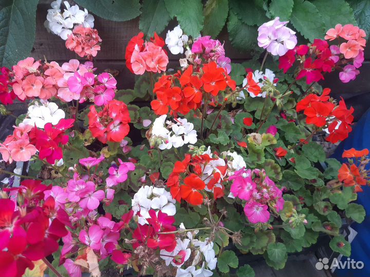 Герань(пеларгония ) зональная разных расцветок