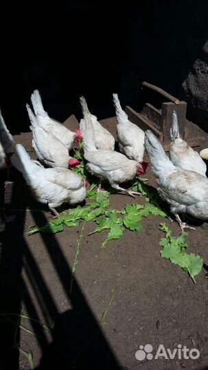 Продаю куриц-несушек