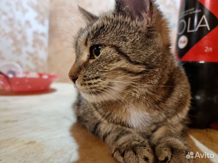 Кошка,подбросили к зоомагазину в коробочке