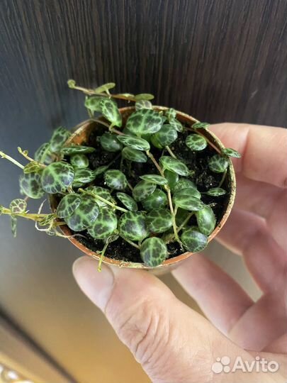 Пеперомии и не только