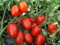 Семена томатов барри F1 (Barrie F1)