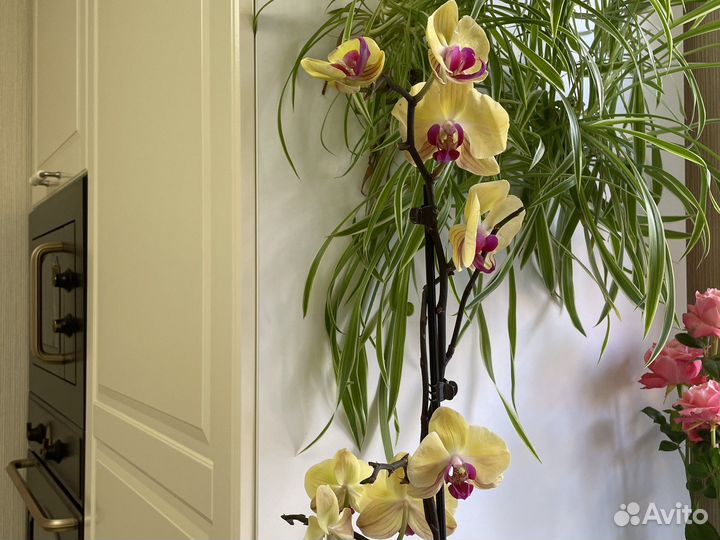 Орхидея фаленопсис