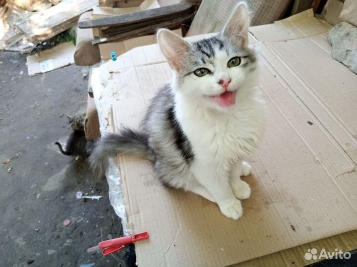 Котенок ищет дом