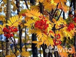 Рябина обыкновенная