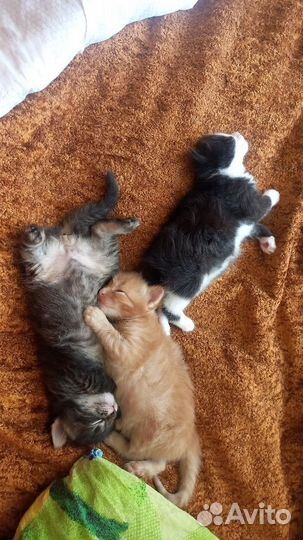 Кошки в добрые руки бесплатно