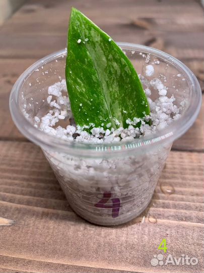 Замиокулькас вариегатный шорт лив