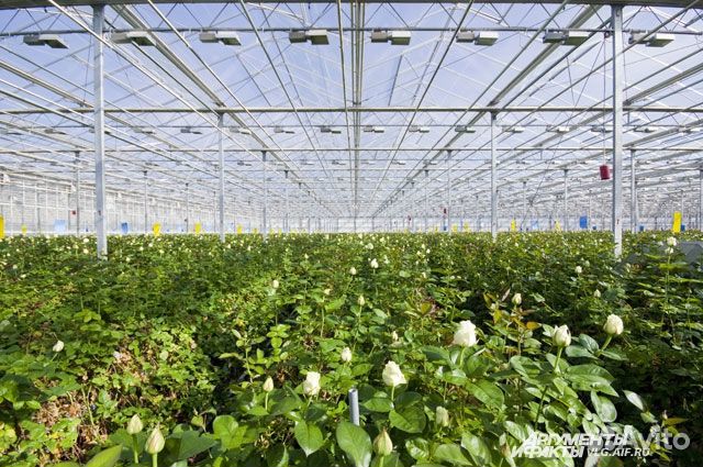 Сотрудник теплицы