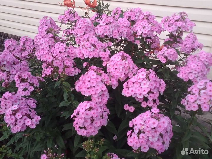 Флокс и лилейник