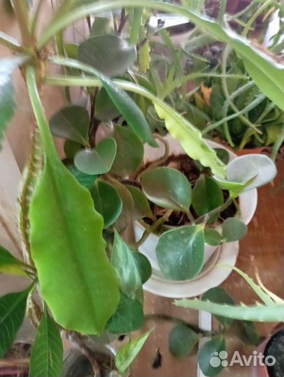 Комнатные растения цветы бесплатно