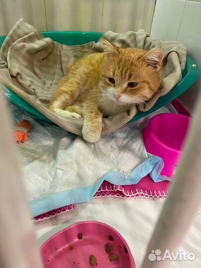 Кот Саня ищет любящих хозяев