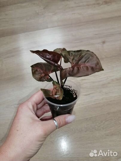 Сингониум, Хоя