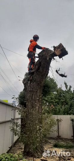 Спилить дерево