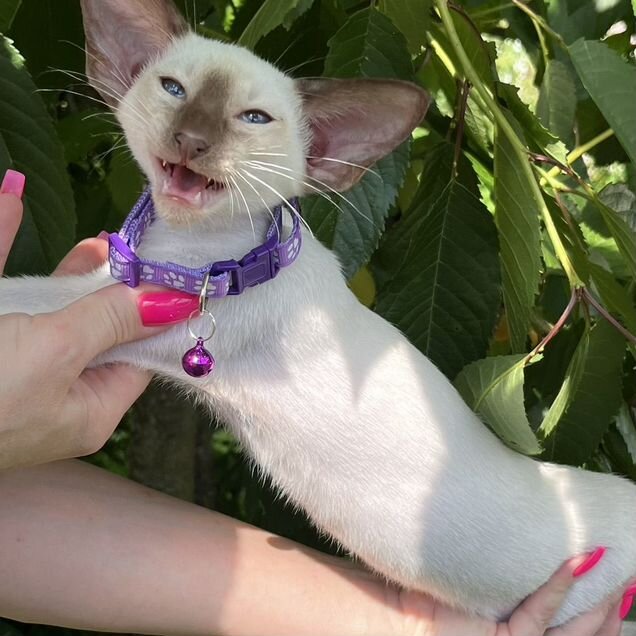 Ориентальный котёнок