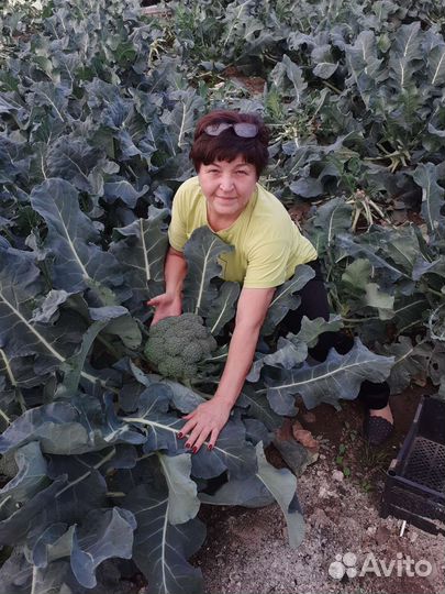 Капуста брокколи