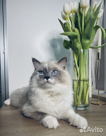 Вязка с рэгдоллом блю миттед