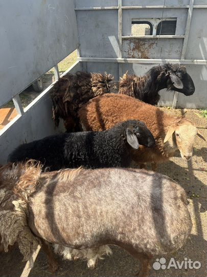 Овцы бараны