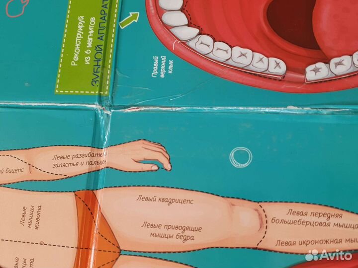 Детская энциклопедия с магнитными пазлами