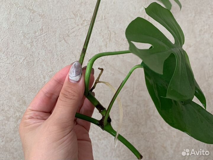 Рафидофора черенок с корнем