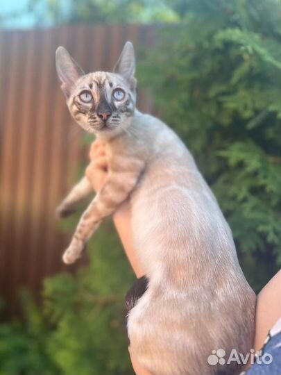 Бенгальский котик линк Угольный