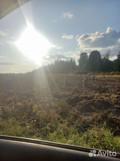 Продаю картошку