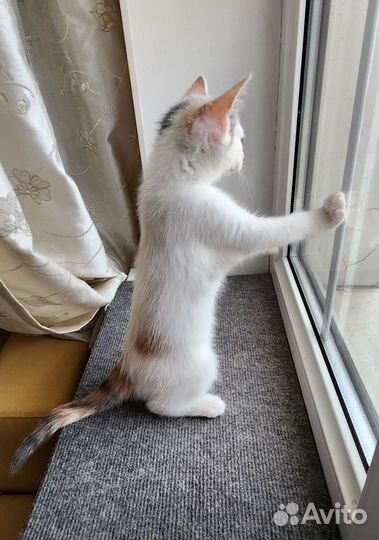 Котята в добрые руки бесплатно